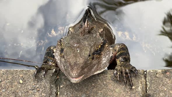 Wild australian water dragon, intellagama lesueurii resting by the edge of the water pond, breathing