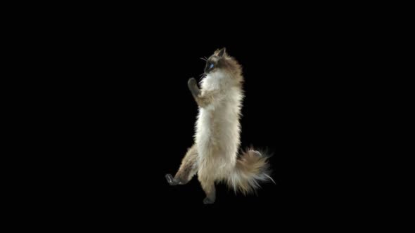 Cat Dancing HD