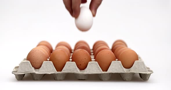 Close Up of Close Up of a Hand Putting in One White Chicken Egg in Between Brown Eggs in a Cardboard