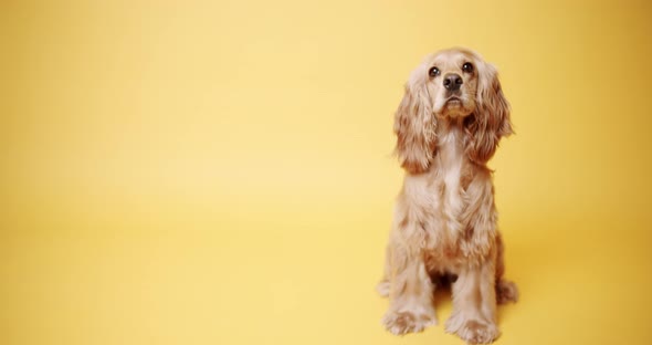 English Cocker Spaniel Looking at Camera on a Yellow Background