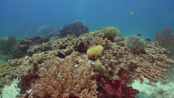 Coral Reef Tropical Fish