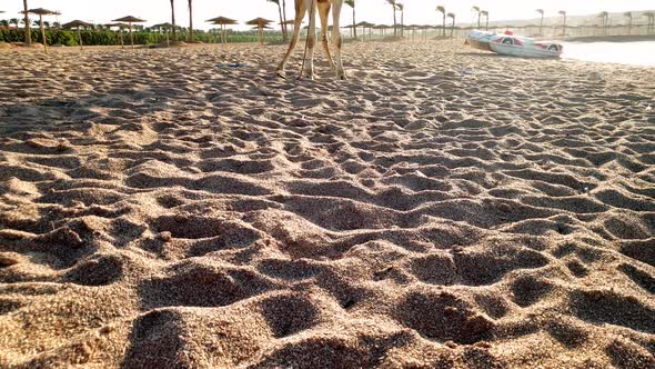 Panning Footage of White Camel Standing on the Sand Against Blue Calm Sea at Sunset