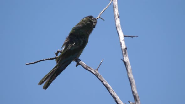 Bee-eater on a tree branch around Grootfontein in Namibia