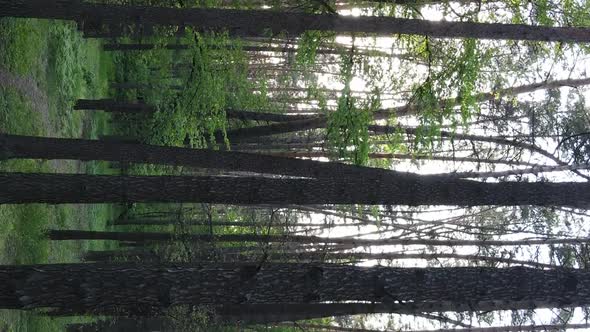 Vertical Video of a Beautiful Green Pine Forest on a Summer Day Slow Motion