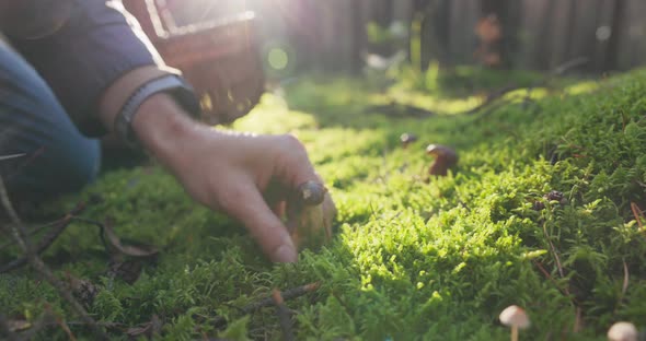 The Rays of the Rising Sun Illuminate the Mushrooms Growing in the Green Moss in the Forest the