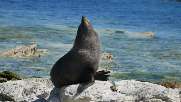 A fur seal sun bath on rock at Kaikoura, South Island, New Zealand