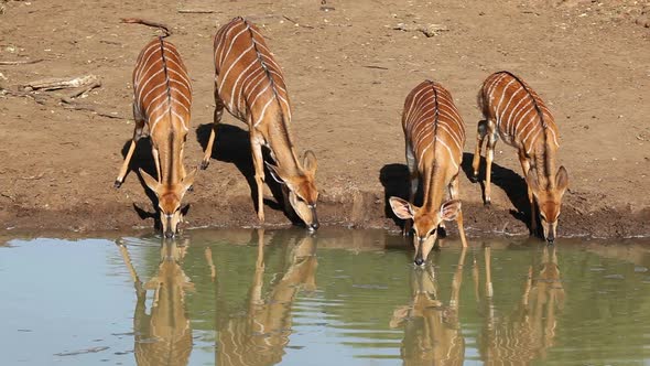 Nyala Antelopes Drinking - South Africa