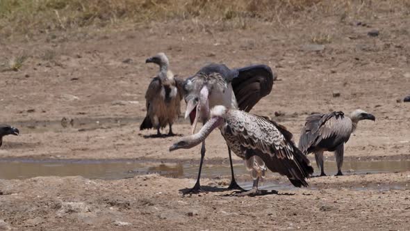 African white-backed vulture, gyps africanus, Group standing at the Water Hole, Marabou Stork