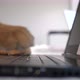 Maine Coon Cat Working at the Computer Typing on Notebook - VideoHive Item for Sale