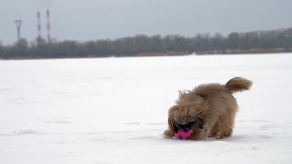 Brown Funny Shihtzu Dog with Purple Collar Plays with Ball