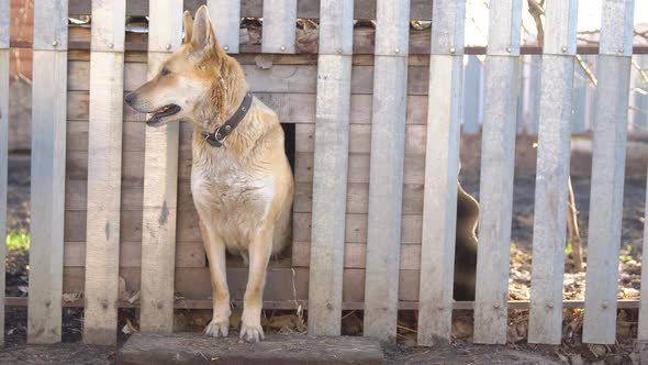 Dog of European Breed in the Courtyard of a Private House