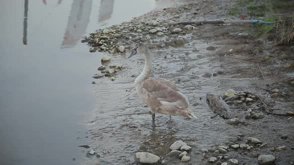 Gray Swan on the Shore