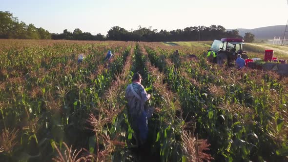 Aerial of tractor in corn fields with people picking corn in morning light.