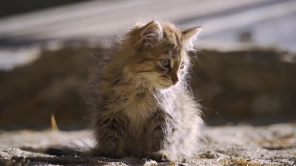 Homeless Cute Multicoloured Kitten Outside