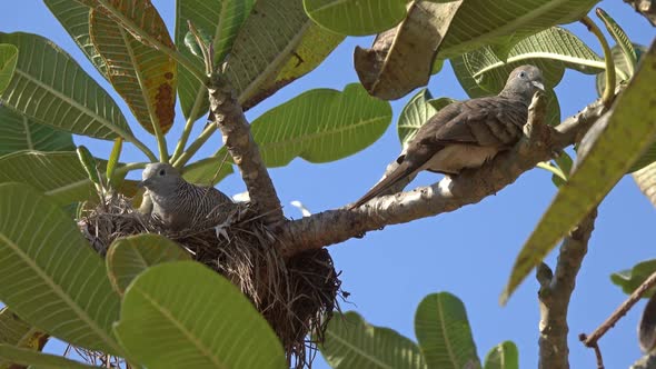 Motley Pigeons in Nest on Tree Thailand