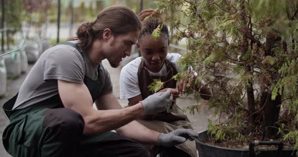 Multiracial Colleagues Checking Quality of Potted Tree