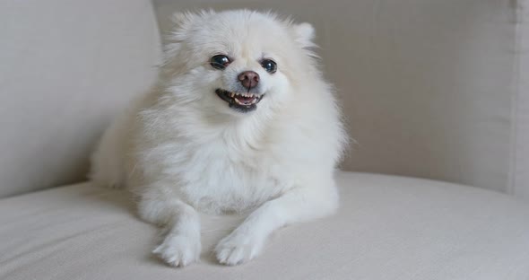 Pomeranian Dog Get Angry on Sofa