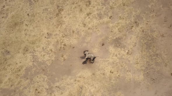 Drone view Views of an African elephant killed for its tusks by poachers