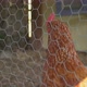 A Flock of Chickens in a Pen - VideoHive Item for Sale