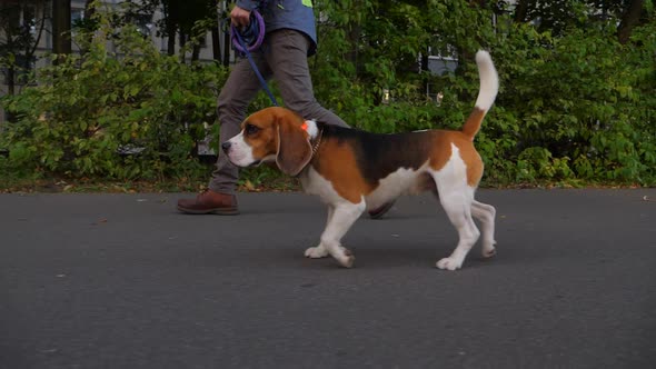 Docile dog walk with owner at pedestrian road, tracking low camera