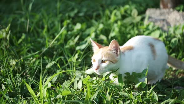 Cute white marmalade kitten in grassy field leaping forwards playfully backlit slow motion