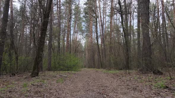 Aerial View of the Road Inside the Forest