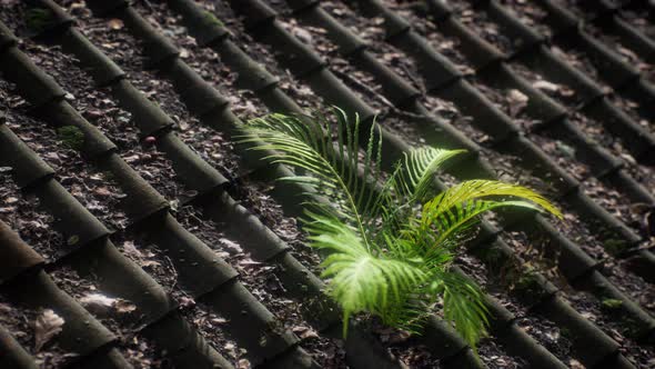 Moss and Fern on Old Roof