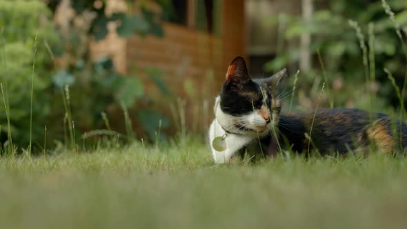 Medium shot of house cat relaxing in a British garden in summer