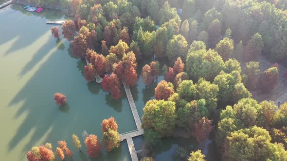 Autumn forest