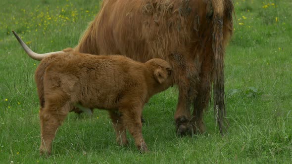 Calf feeding from a Scottish Highland cow