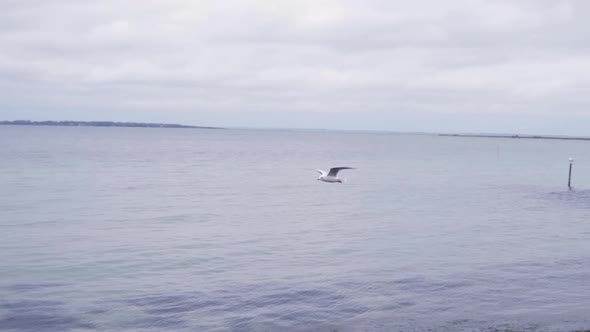 A single seagull flying over ocean in slowmotion during a cloudy autumn day