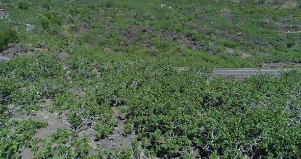 Aerial View of Sicilian Vegetation