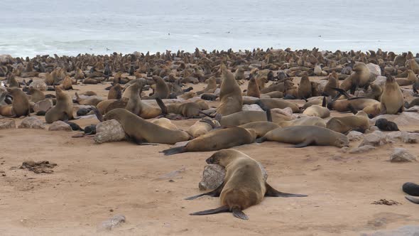 Big sea lion colony near the coast at Cape Cross Seal Reserve in Namibia
