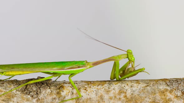 Praying Mantis catching a Cricket to eat