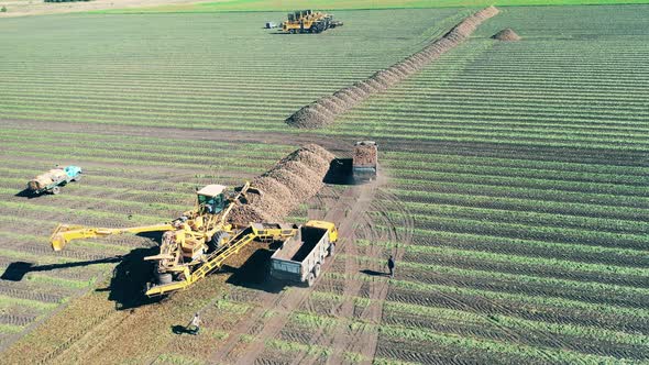 Sugar Beet Field with Trucks Driving Away the Tubers in a Top View