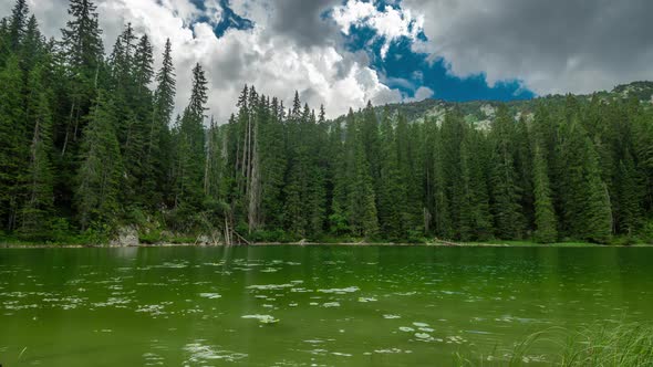 Water Lilies at the Snake Lake  Zmijinje Jezero with Pine Trees and Clouds in Durmitor Montenegro