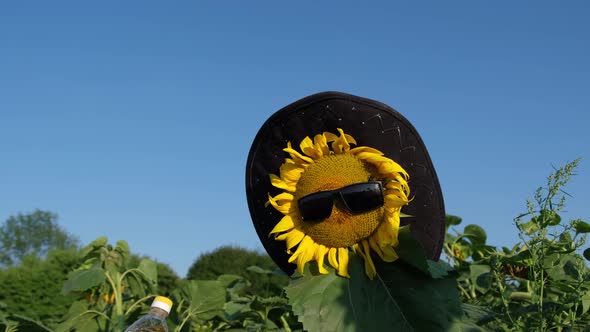 Steep Sunflower Flower in a Hat and Sunglasses