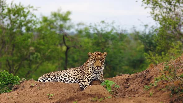 Stunning Male Leopard Resting Isolated on a Mound Against a Background of Trees