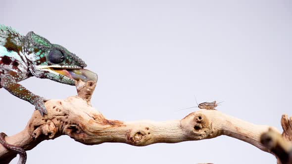 Panther Chameleon Shoots It's Tongue Out To Catch A Cricket