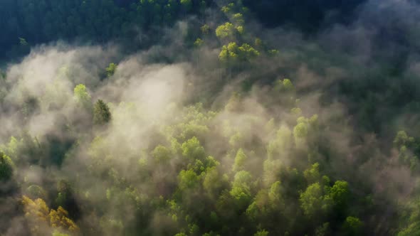 Fog Flowing Over Forest in Mountains in Morning