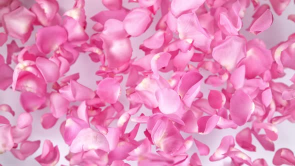 Super Slow Motion Shot of Flying Pink Rose Petals Towards Camera on White Background at 1000 Fps
