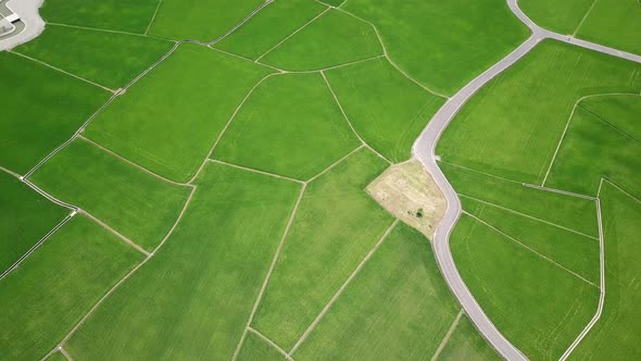 Top view of rice field