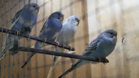 Four Blue and White Parrots in a Cage Sit on a Stick in Even Rows