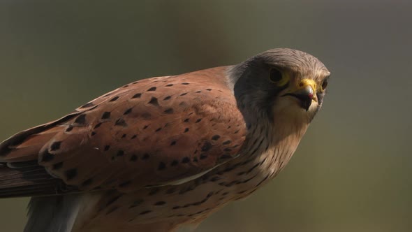 Extreme close-up of majestic chestnut brown Common Kestrel eating meat