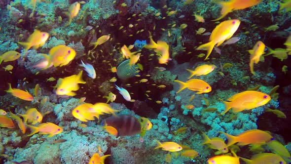 Underwater Colorful Fishes