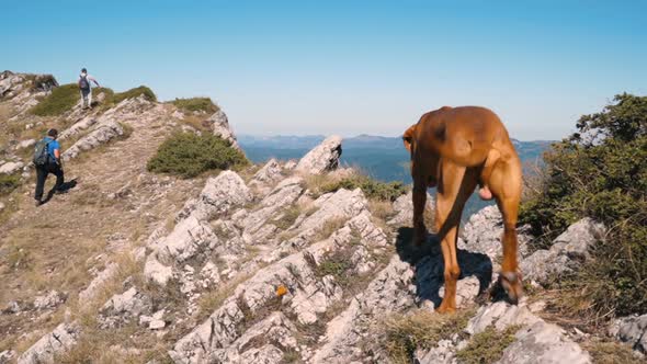 Hiking in Bulgaria Hungarian Vizsla Dog at Mountain Peak in Sunny Day