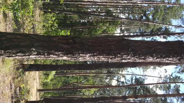 Vertical Video of Green Forest By Day