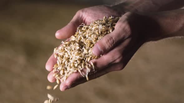 Man brewer holds barley in his hand. craft beer production. slow motion. close-up