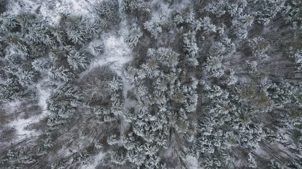 Birds eye view of a newly snow covered forest AERIAL TOP DOWN FLYOVER