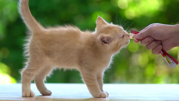 Cute Orange Kitten Licking Snack From Owner Hand